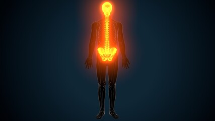 3d illustration of Axial skeleton skull , vertebral column and ribs anatomy.
