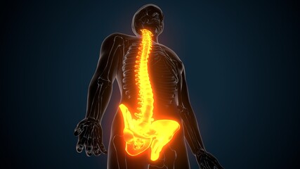 3d illustration of human skeleton spinal and hip bone anatomy
