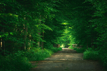A road through the green deciduous forest