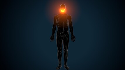 3d illustration of human skeleton skull mandible bone anatomy © PIC4U