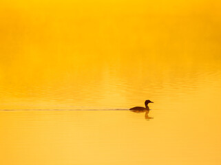 Great Crested Grebe at dawn