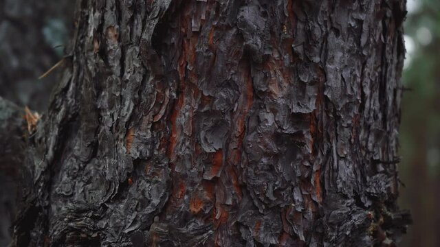Texture of bark on brown tree trunk, pine bark approximation
