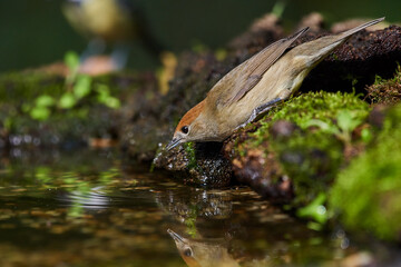 Eurasian blackcap in natural environment, Danube wetland, Slovakia, Europe