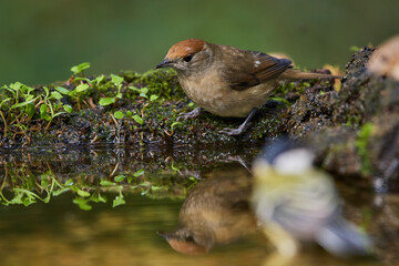 Eurasian blackcap in natural environment, Danube wetland, Slovakia, Europe