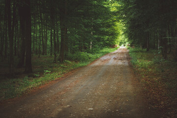 A road in a mysterious forest, Landscape Park, Nowiny, Poland