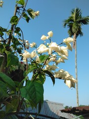 White flower in the tree