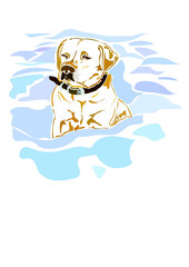 Labrador dog in the snow