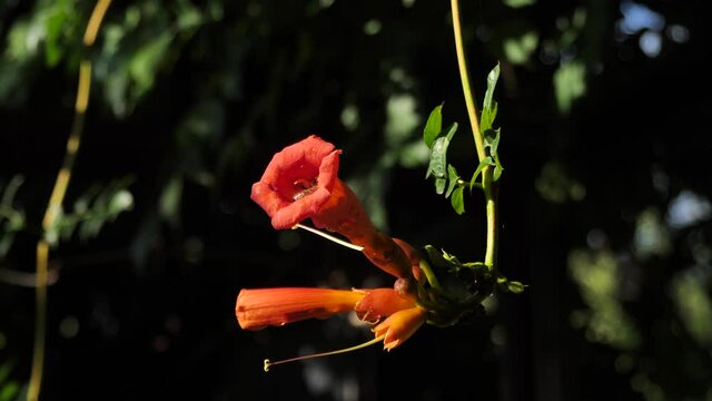 Campsis radicans. Rooted Campsis,is a perennial woody vine of the Bignonia family with aerial roots on the stems. 