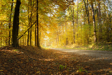 Leaves on the road in the autumn forest