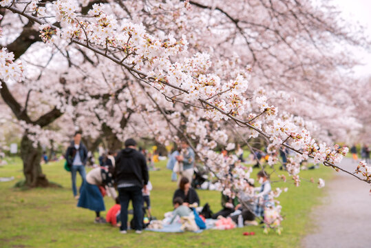 Picnic under cherry trees (Hanami) in Tokyo, Japan　東京の公園で花見をする人々 ファミリー