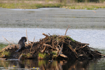 Beaver photo stock. Beaver lodge. Beaver close-up profile rear view building a beaver lodge, displaying its brown fur, working skill  in its habitat and environment with a water background. Image.  ©  Aline