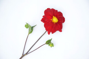 the beautiful red dahlia flower with leaf and branch isolated on white background.