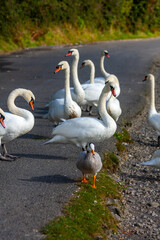 Bar-headed goose (Anser indicus) leads group of mute swans (Cygnus olor) walking in single file, walk in line, with selective focus on front bird