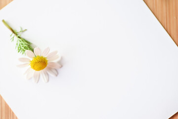 Daisy flower with an  empty white card on a wooden table, close up, isolated, above vantage point photography