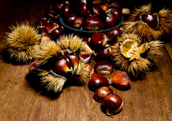Chestnuts and chestnut burs. European species, sweet chestnut (Castanea sativa)