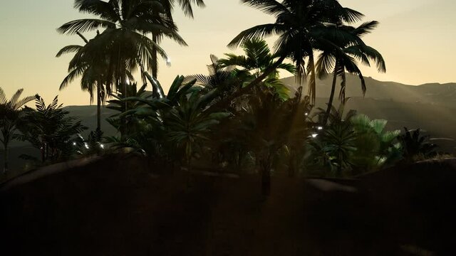 view of the palm trees in fog at sunset