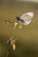 Aporia crataegi butterfly on a  wild flower early in the morning waiting for the first rays of the sun