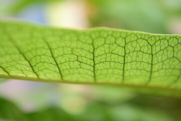 葉脈がはっきり見える葉のアップ