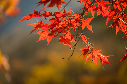 Red maple leaf close-up photo on autumn forest background in Korea
