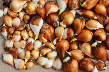 close-up of a bunch of tulip bulbs lie on a flat surface