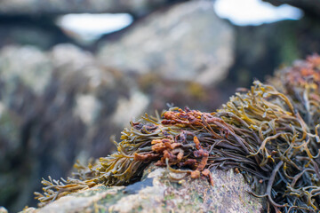 Naklejka na ściany i meble Seaweed on the rocks