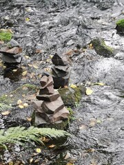 stream in the forest