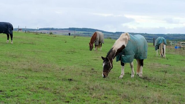 horses covered with warm blankets graze in the pasture, the concept of weather, agriculture, care and treatment of animals