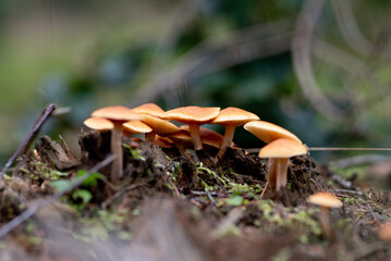 Wald im Herbst