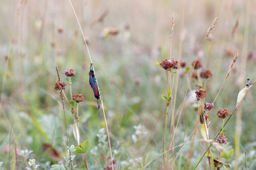 Zygaena filipendulae - The only British burnet moth with six red spots on each forewing. Nature macro with selective focus of emerging moths and mating.