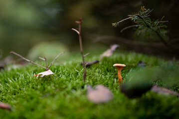 Wald im Herbst