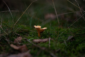 Wald im Herbst