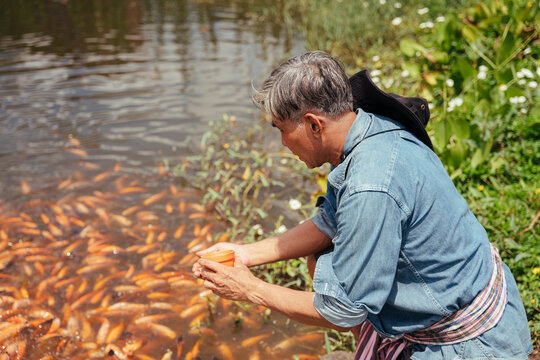Asian elderly farmer feeding fish with pellet food in fishing farm.