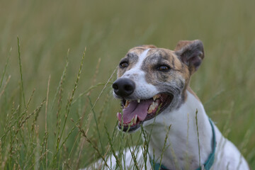 Lying amongst long grass, pet greyhound looks at the camera panting.