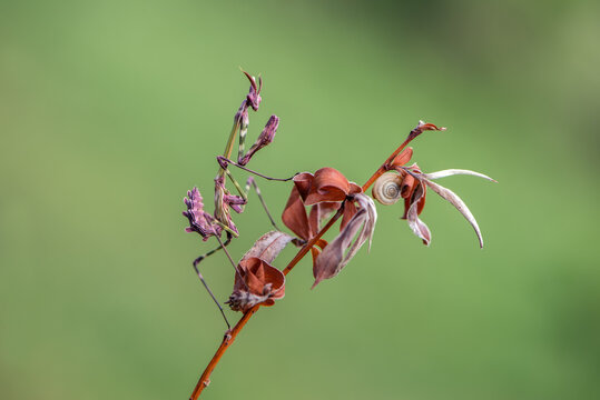 Graceful insect Empusa pennata on a dry sprig waiting for prey in the meadow