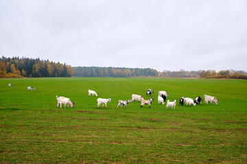 Obraz premium A small herd of domestic goats eats grass on a green meadow on an overcast autumn day.