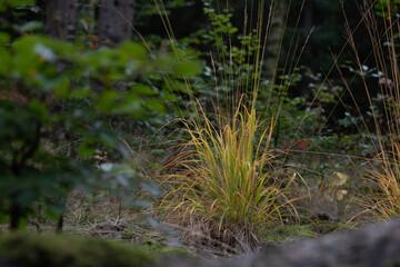 Wald im Herbst