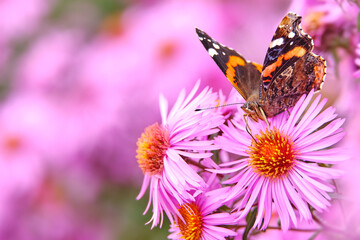 The beautiful butterfly Admiral on the pink flower chrysanthemum feeds on nectar.