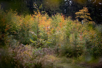 Wald im Herbst
