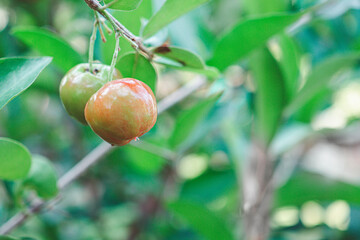 Close-up of unripe cherries hanging from a branch with green leaves. Space for text. Sweet organic berries. Concept of healthy fruits
