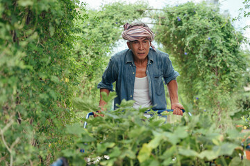 Fototapeta premium Asian elderly farmer working pushing wheelbarrow in a farm.