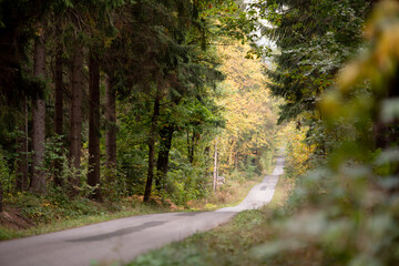 Wald im Herbst