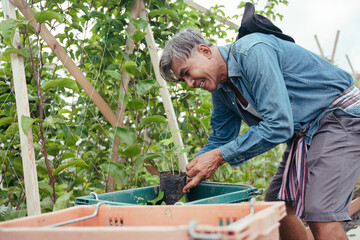 Naklejka na ściany i meble Asian elderly farmer pick up seedling plant from basket.