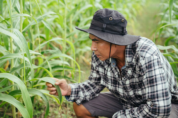 Naklejka na ściany i meble Asian elderly farmer with a hat checking product in a corn field.