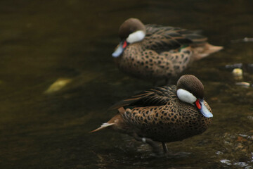Hembra de ánade real marrón nada en un lago