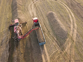 Drone view of a tractor that loads sugar beets into a truck in the middle of a field. Agricultural...