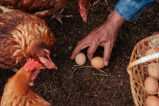 Hand of asian senior farmer pick up fresh egg in chicken farm. - Powered by Adobe