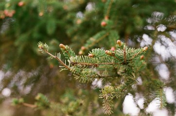 pine tree branches
