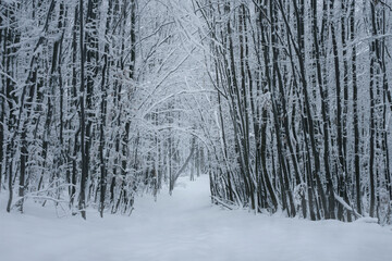 snowy forest path in magical forest in winter
