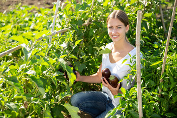 Girl farmer harvesting eggplant in the garden. High quality photo