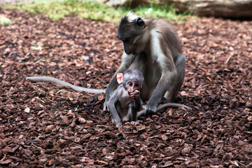 beautiful calf of white-naped mangabey while she modisque looks forward and her mother holds her tail so that she does not go far in a zoo in valencia spain